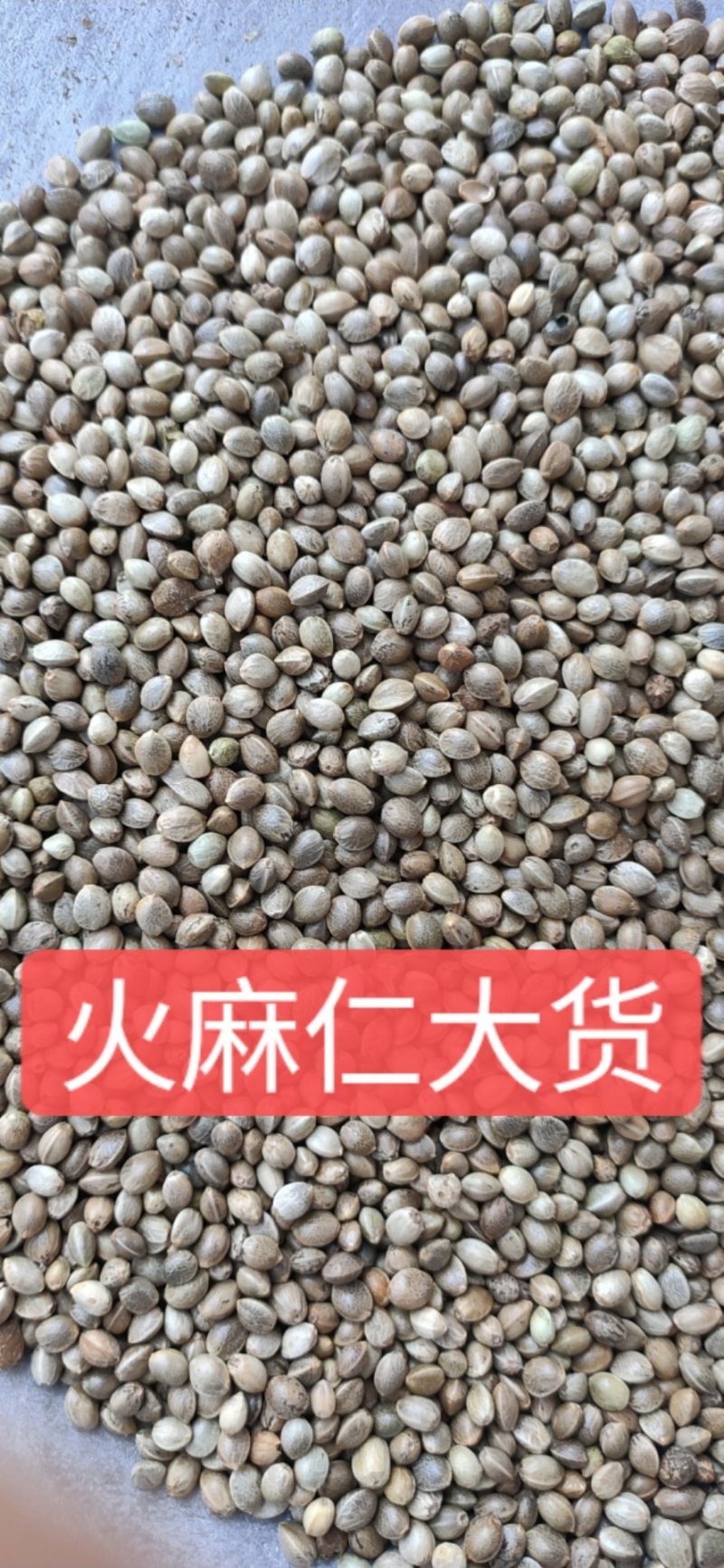 火麻仁