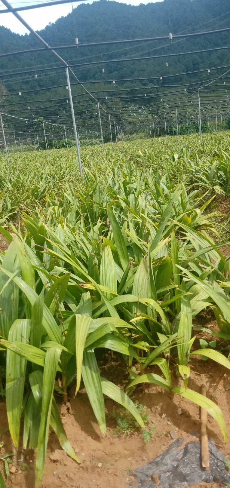 紫花三叉白芨鲜货&产地直供支持线下看货交易