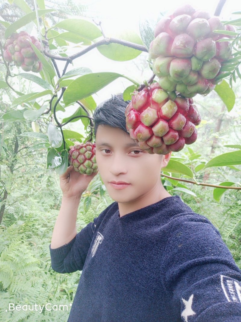 基地提供优质黑老虎种苗