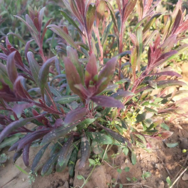 千鸟花山桃草基地直供质优价廉欢迎实地考察