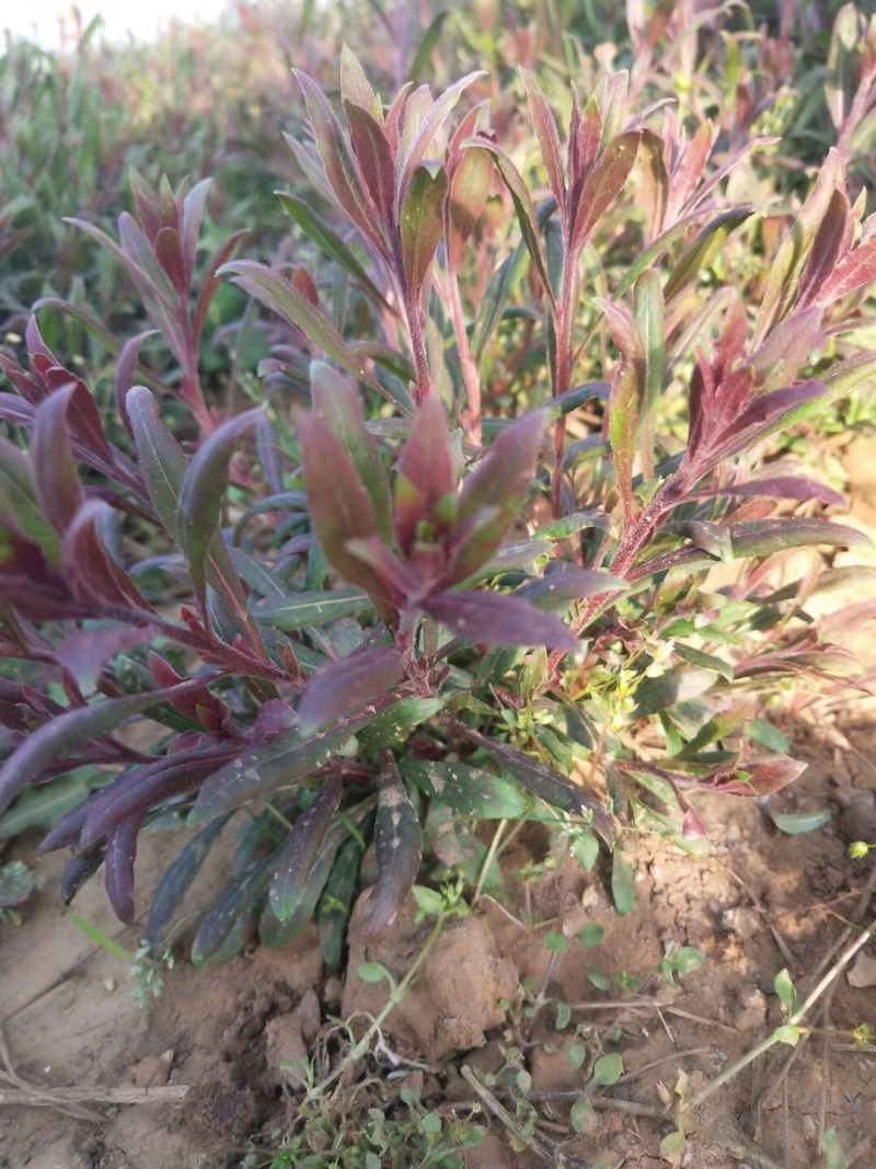 千鸟花山桃草基地直供质优价廉欢迎实地考察