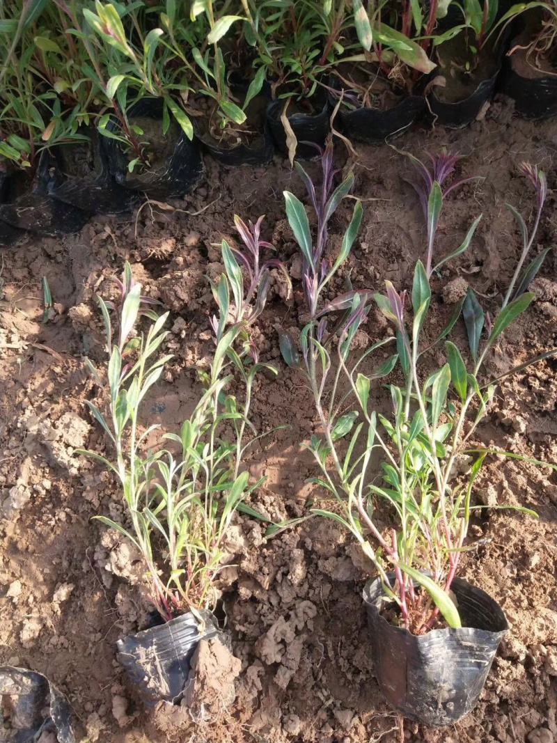 千鸟花山桃草基地直供质优价廉欢迎实地考察