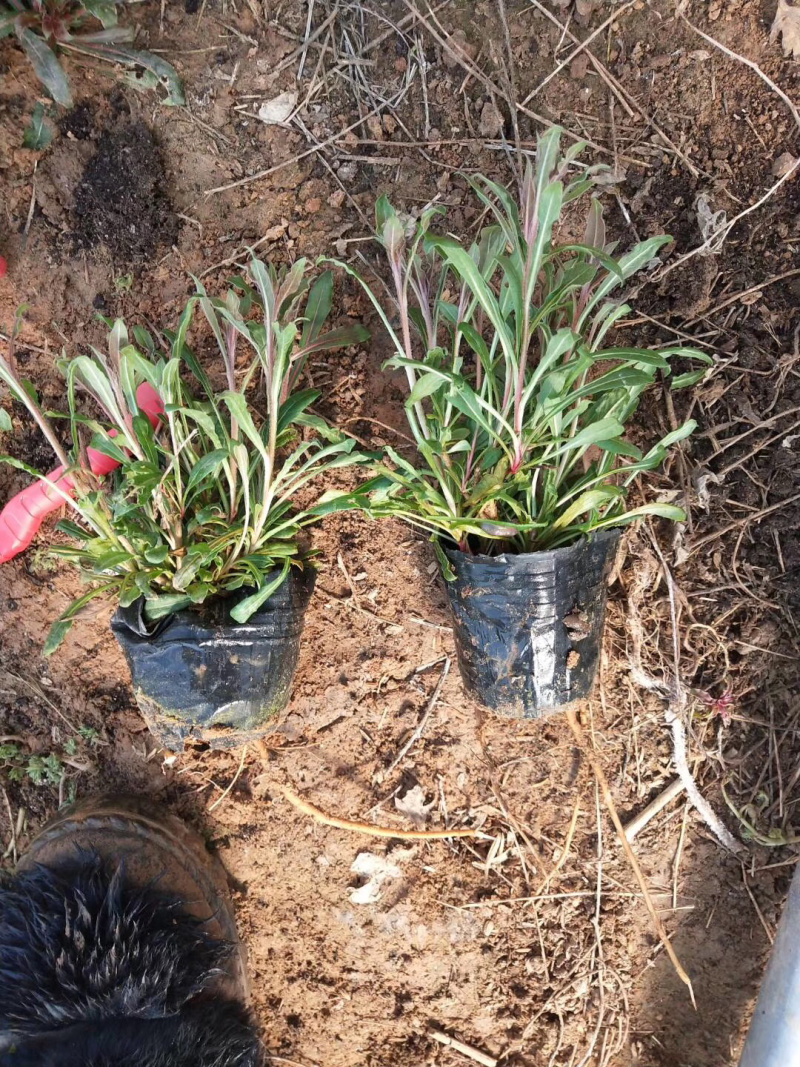 千鸟花山桃草基地直供质优价廉欢迎实地考察
