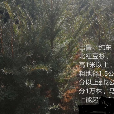 纯东北红豆杉