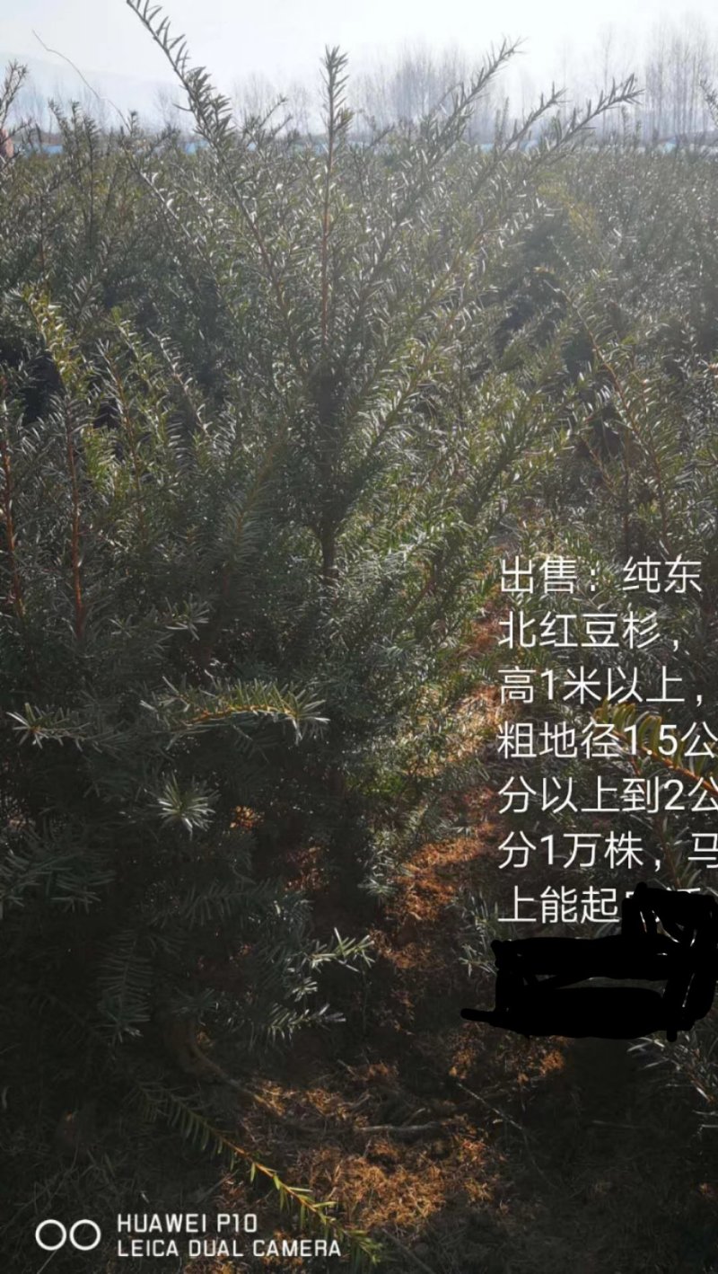 纯东北红豆杉