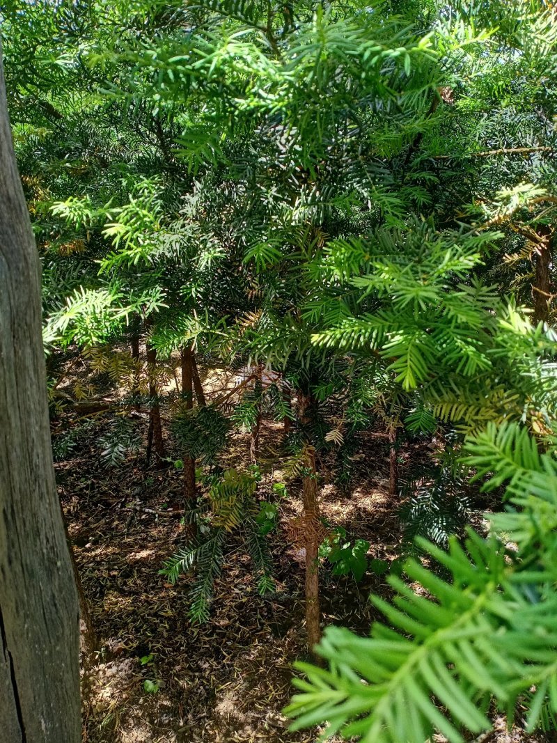 纯东北红豆杉