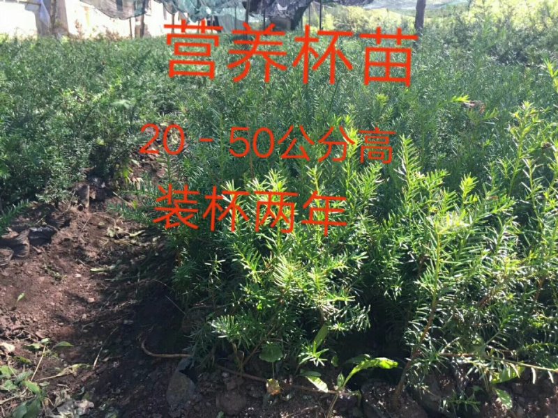 纯东北红豆杉