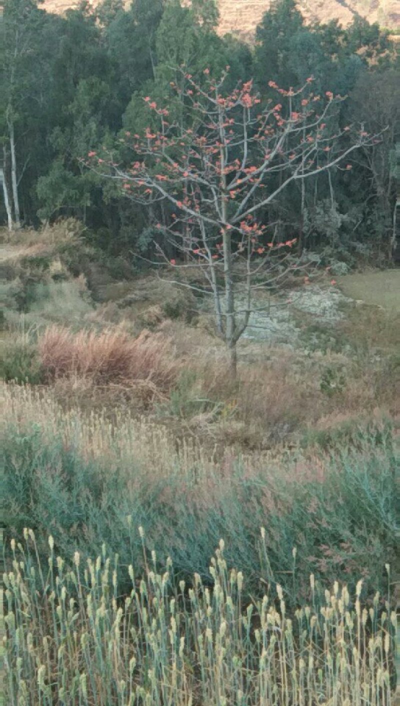百花蜜