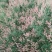 百花蜜