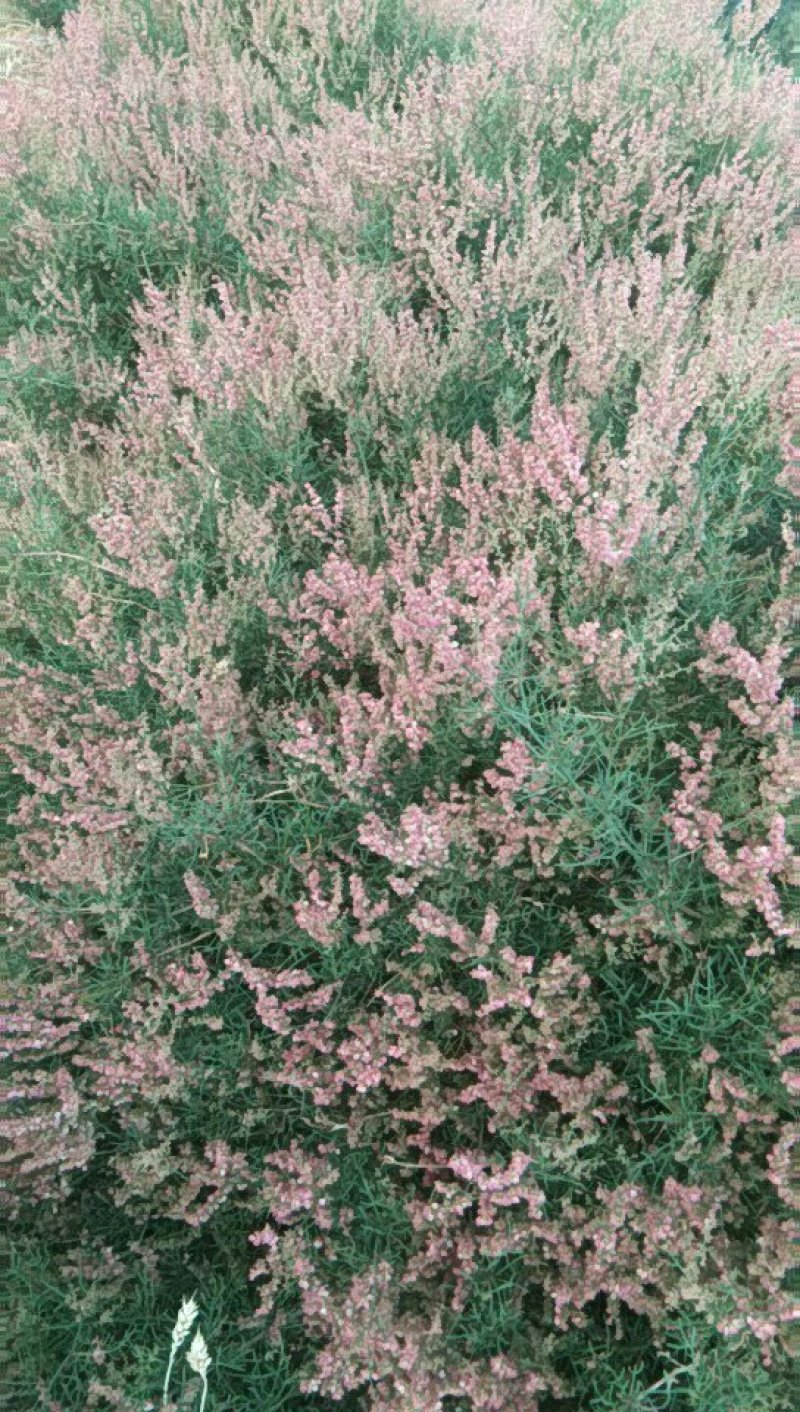 百花蜜