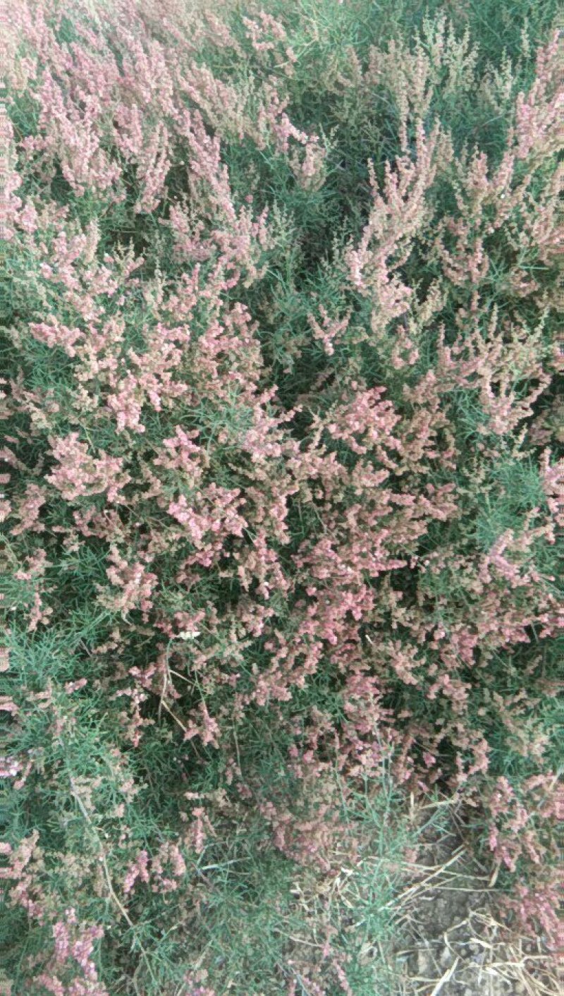 百花蜜