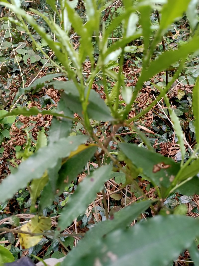 野生，白花竹叶型牛奶根