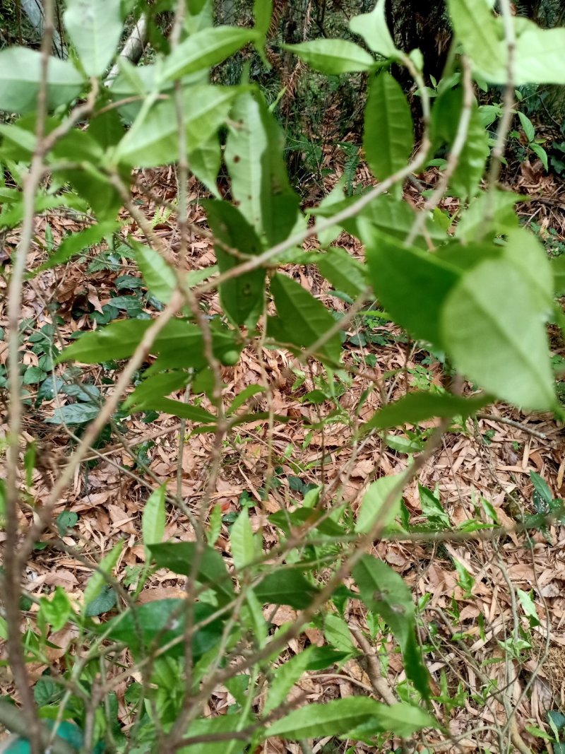 野生，白花竹叶型牛奶根