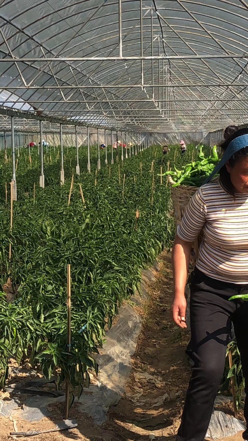 螺丝椒大量出售