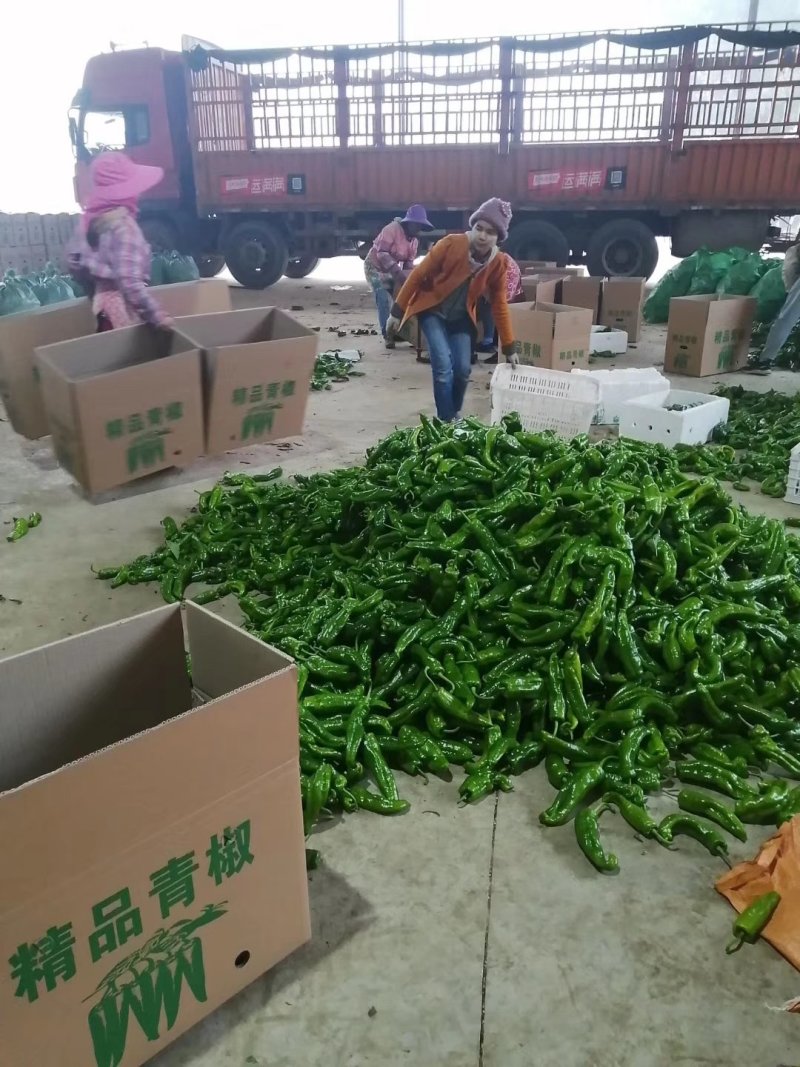 螺丝椒大量出售
