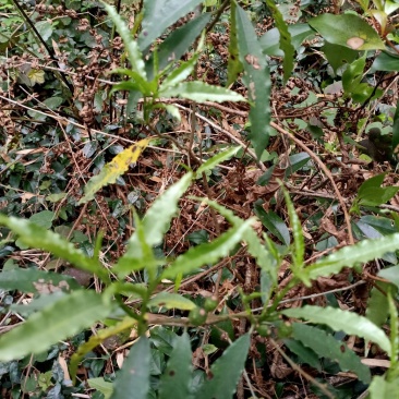 野生，白花竹叶型牛奶根