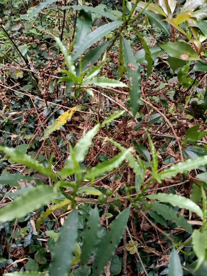 野生，白花竹叶型牛奶根