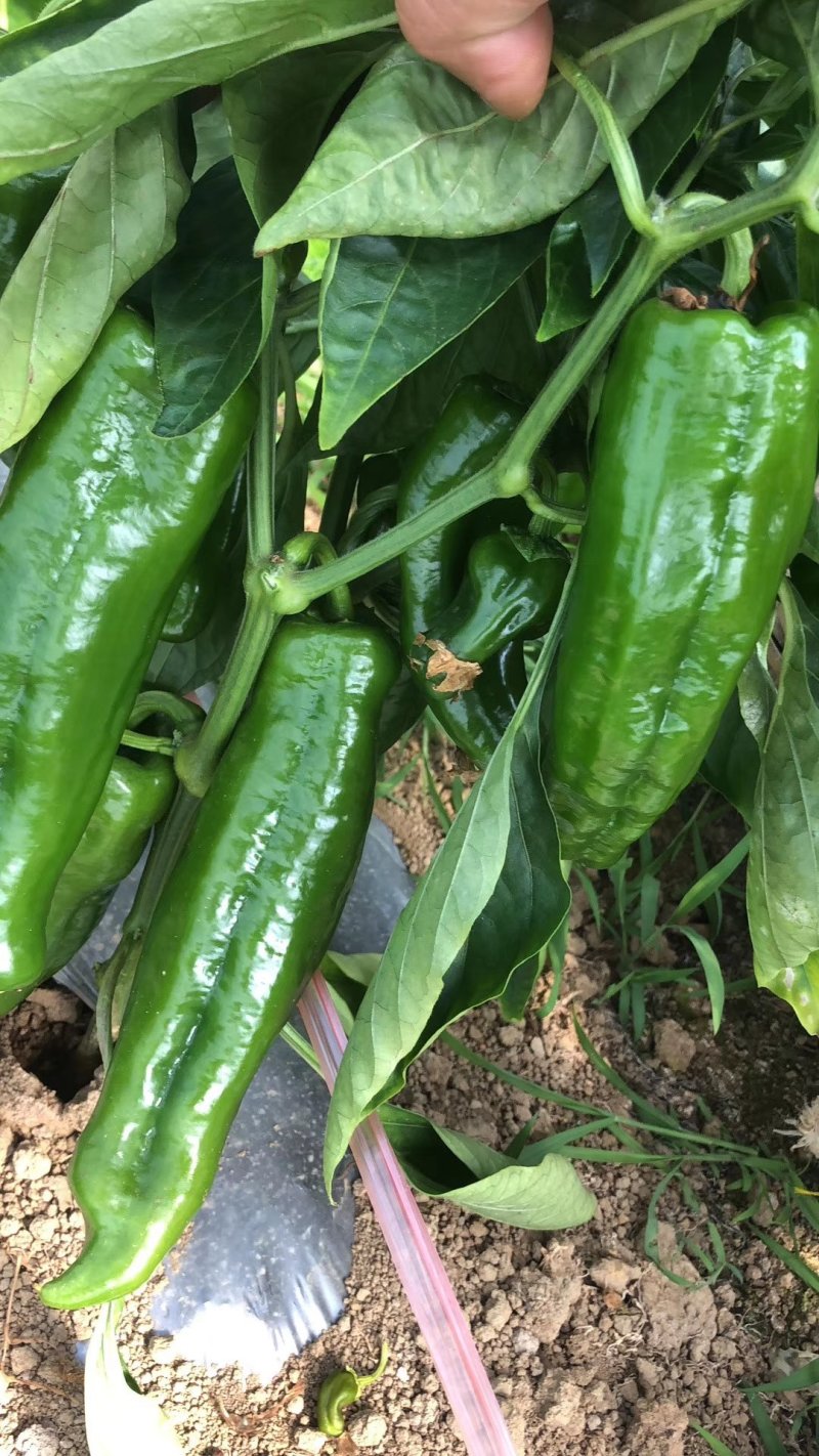 螺丝椒大量出售