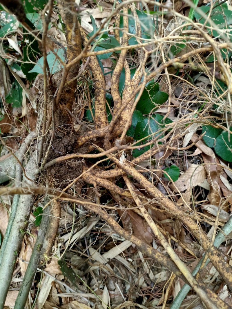 野生，白花竹叶型牛奶根