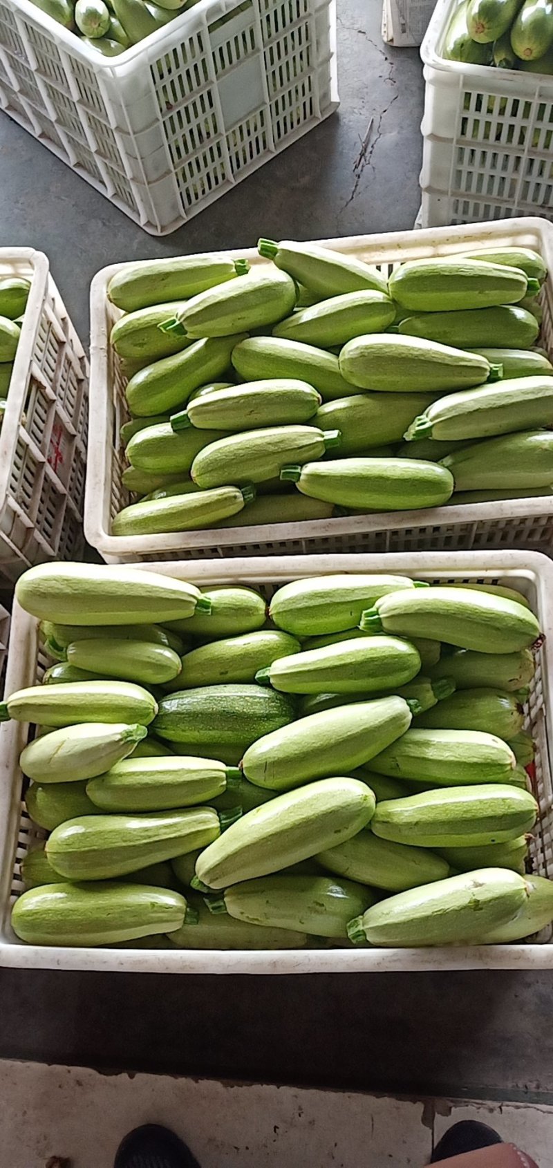 常年代办蔬菜