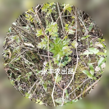 厂家直销，野生藤茶(湖南，广西，云南)，茶叶