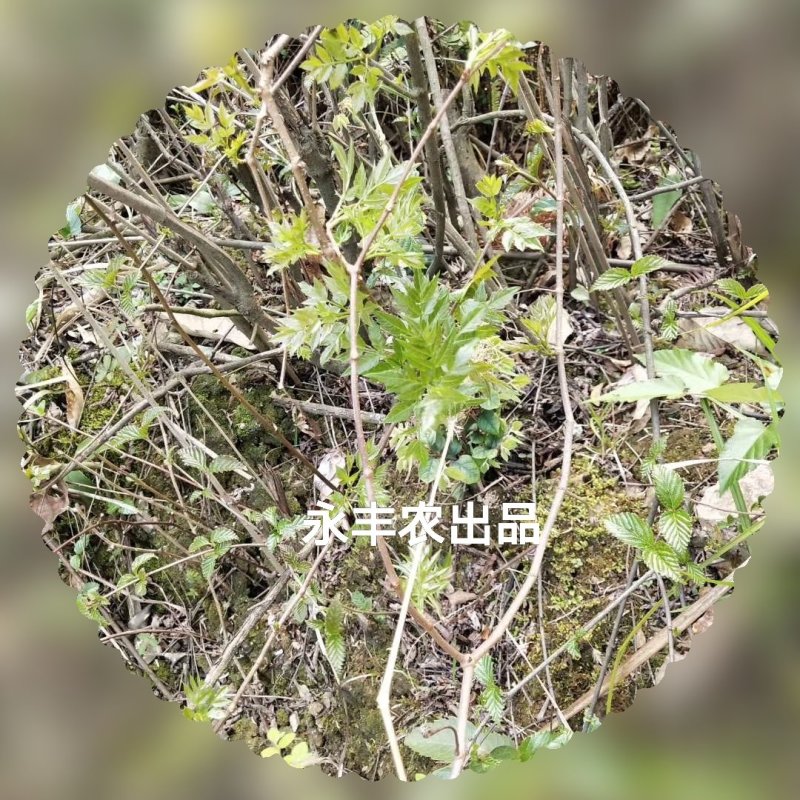 厂家直销，野生藤茶(湖南，广西，云南)，茶叶