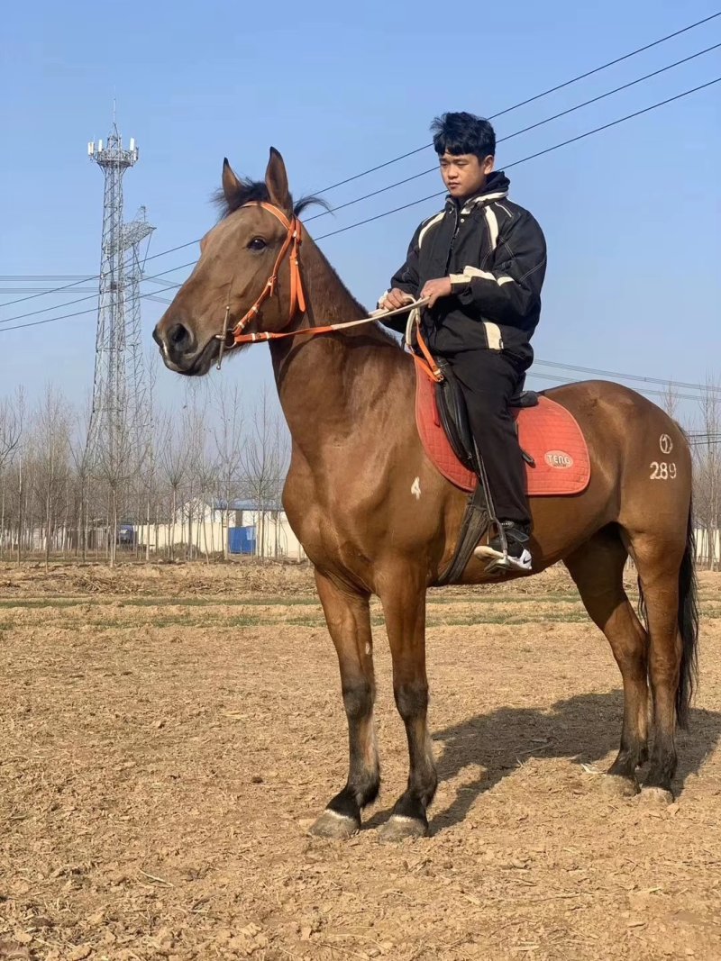 半血马纯血马价格哪有养马场景区骑乘马价格个人骑乘大马价格
