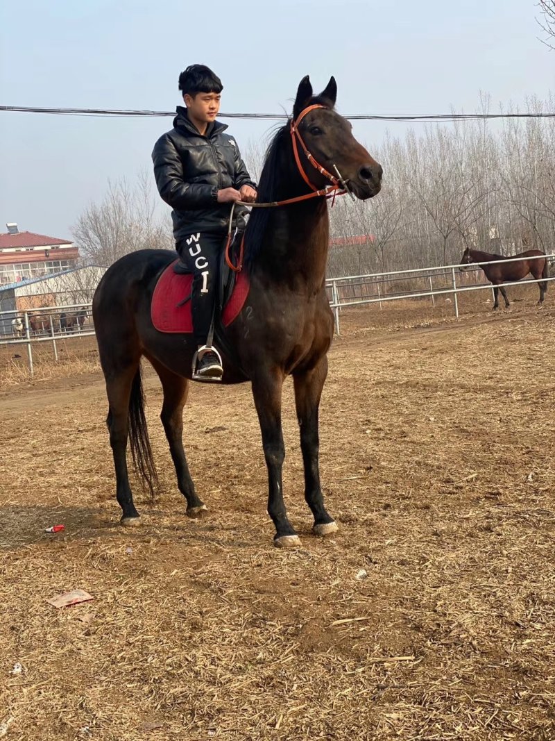 半血马纯血马价格哪有养马场景区骑乘马价格个人骑乘大马价格