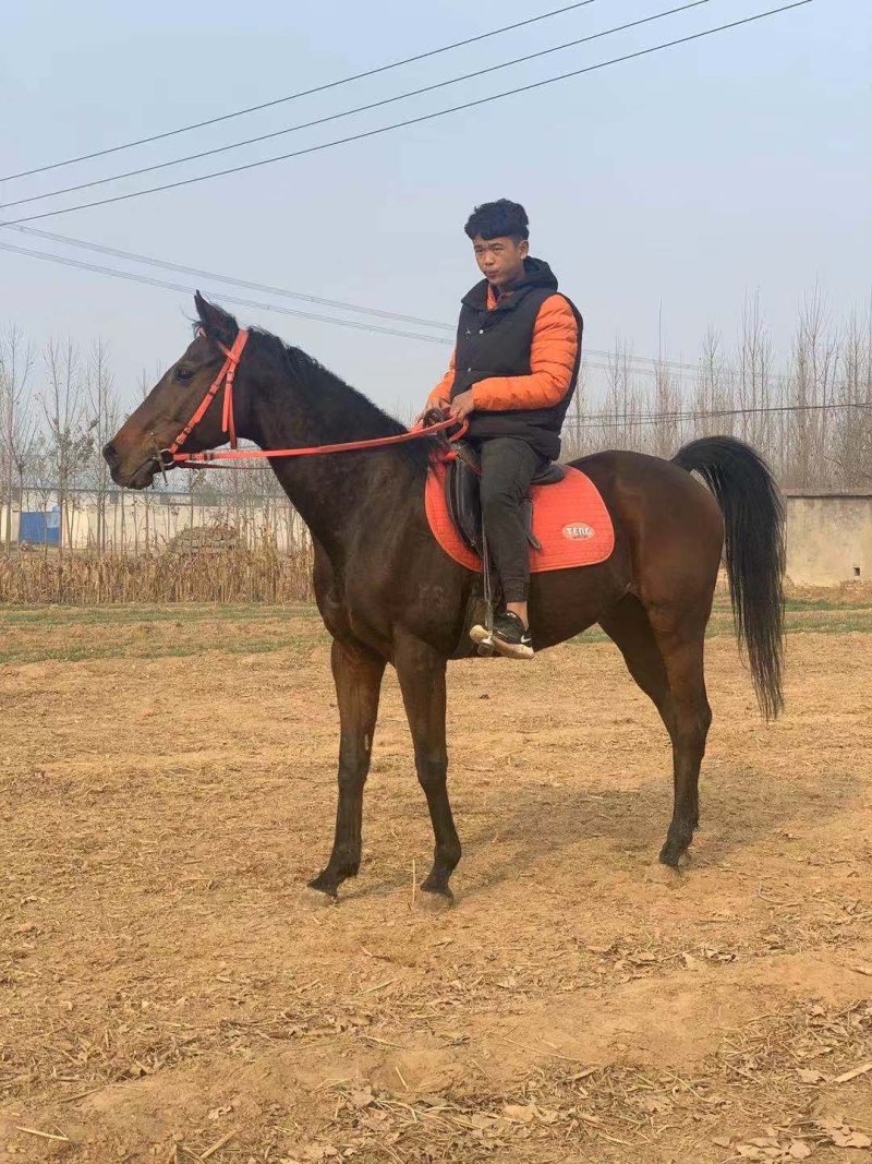 半血马纯血马价格哪有养马场景区骑乘马价格个人骑乘大马价格