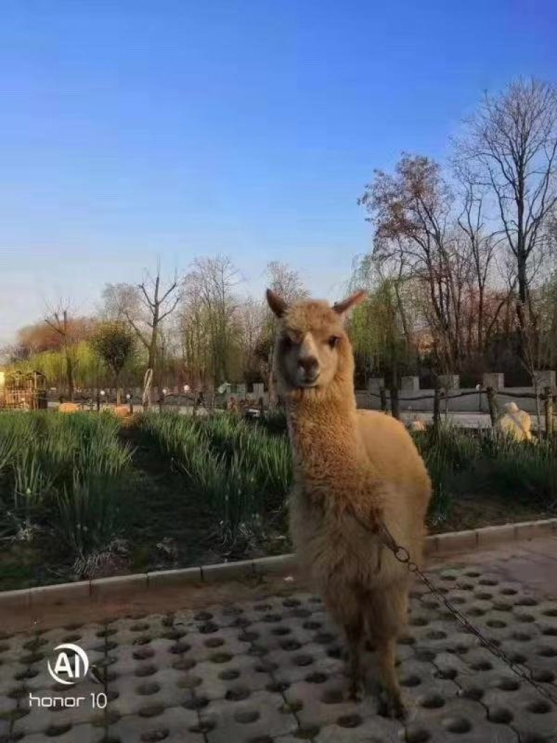 羊驼出售景区观赏小羊驼价格成年羊驼批发萌宠乐园观赏动物出