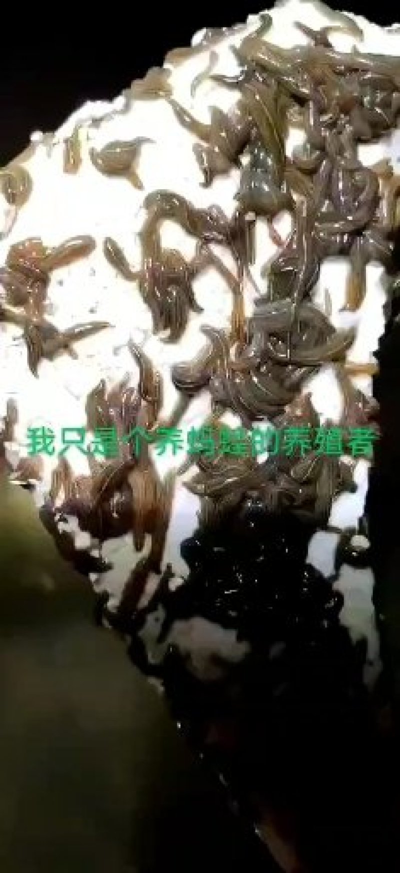 宽体金线蛭药用堤供养殖技术、产品包回收签订回收合同