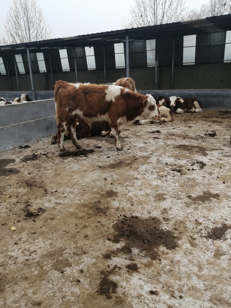贵州哪有卖鲁西黄牛的肉牛价格西门塔尔小牛犊批发