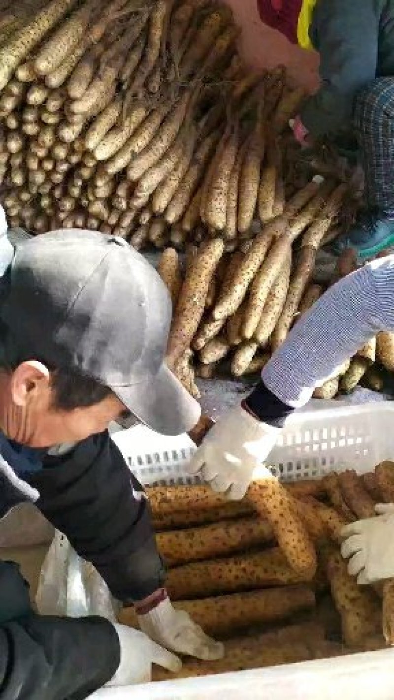 青岛平度白玉山药大量上市，加工厂货大量供应