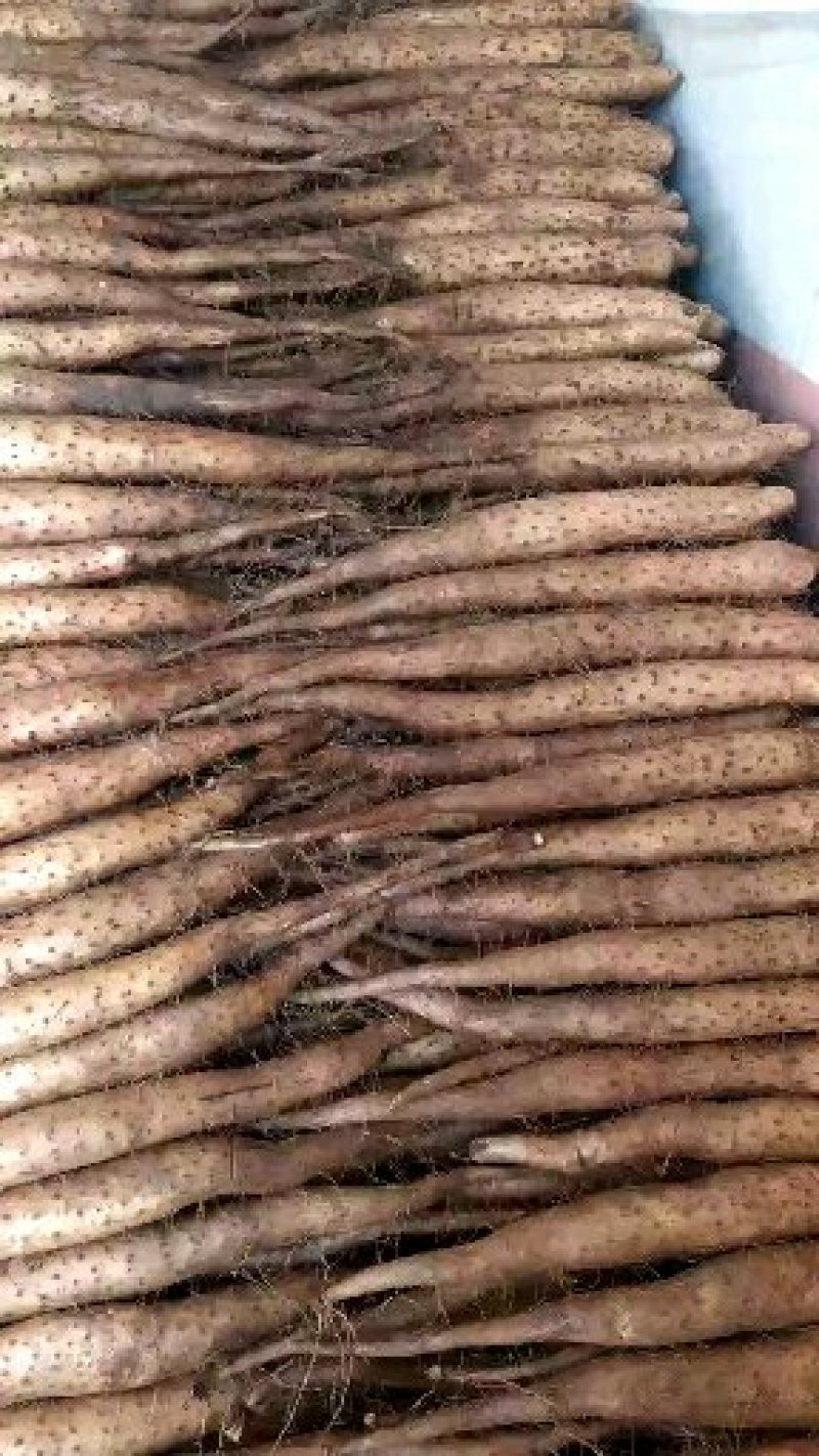 青岛平度白玉山药大量上市，加工厂货大量供应