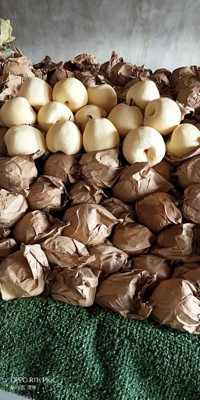 《实力》蒲城纸袋酥梨大量上市中，口感脆甜，皮薄汁多，细砂