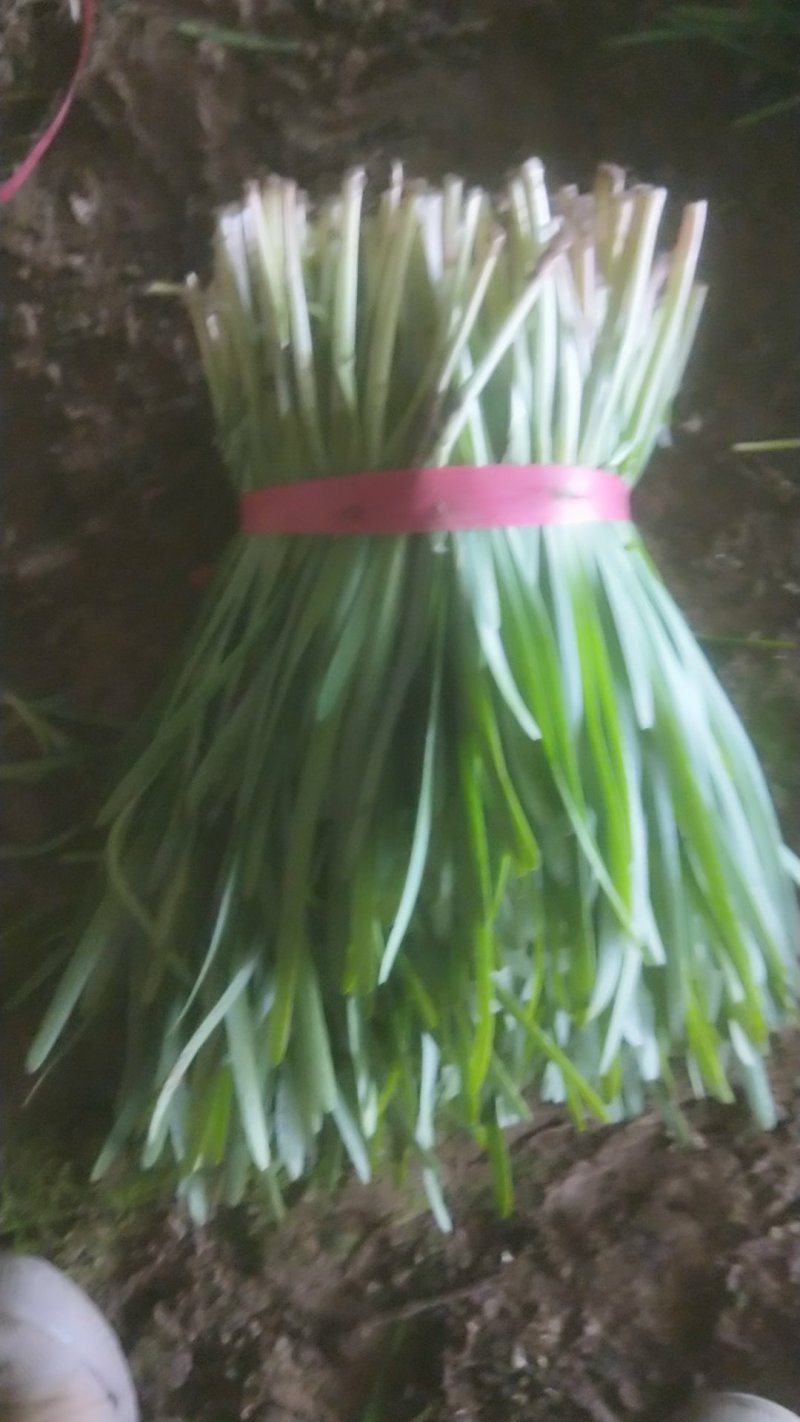 韭菜