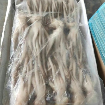 鱿鱼头新鲜速冻码头直供