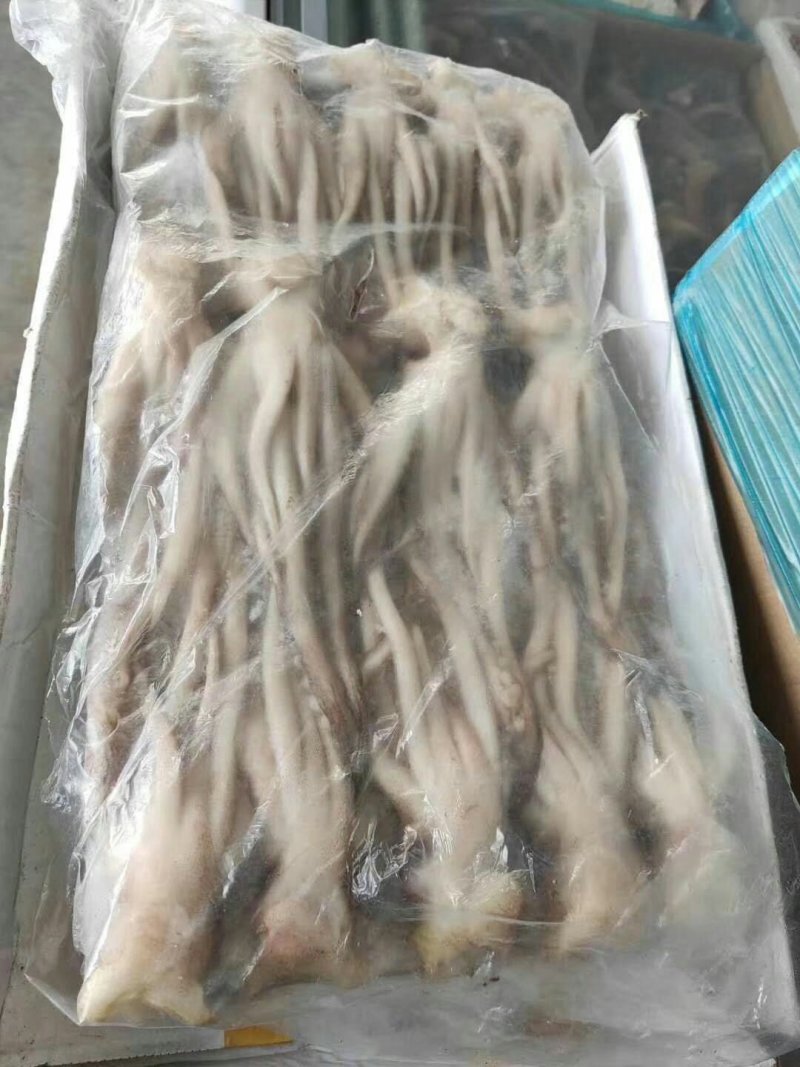 鱿鱼头新鲜速冻码头直供