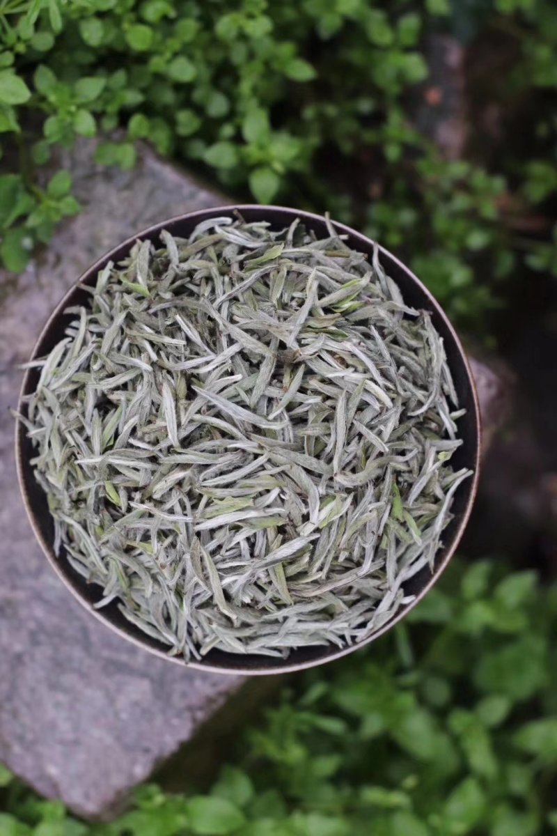 福鼎白茶