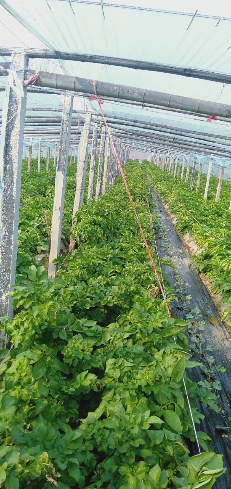 大棚土豆，荷兰15，产地直供，一手货源。