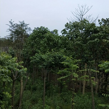 秋枫/重阳木/三叶木标准切杆大量有货，价格实惠