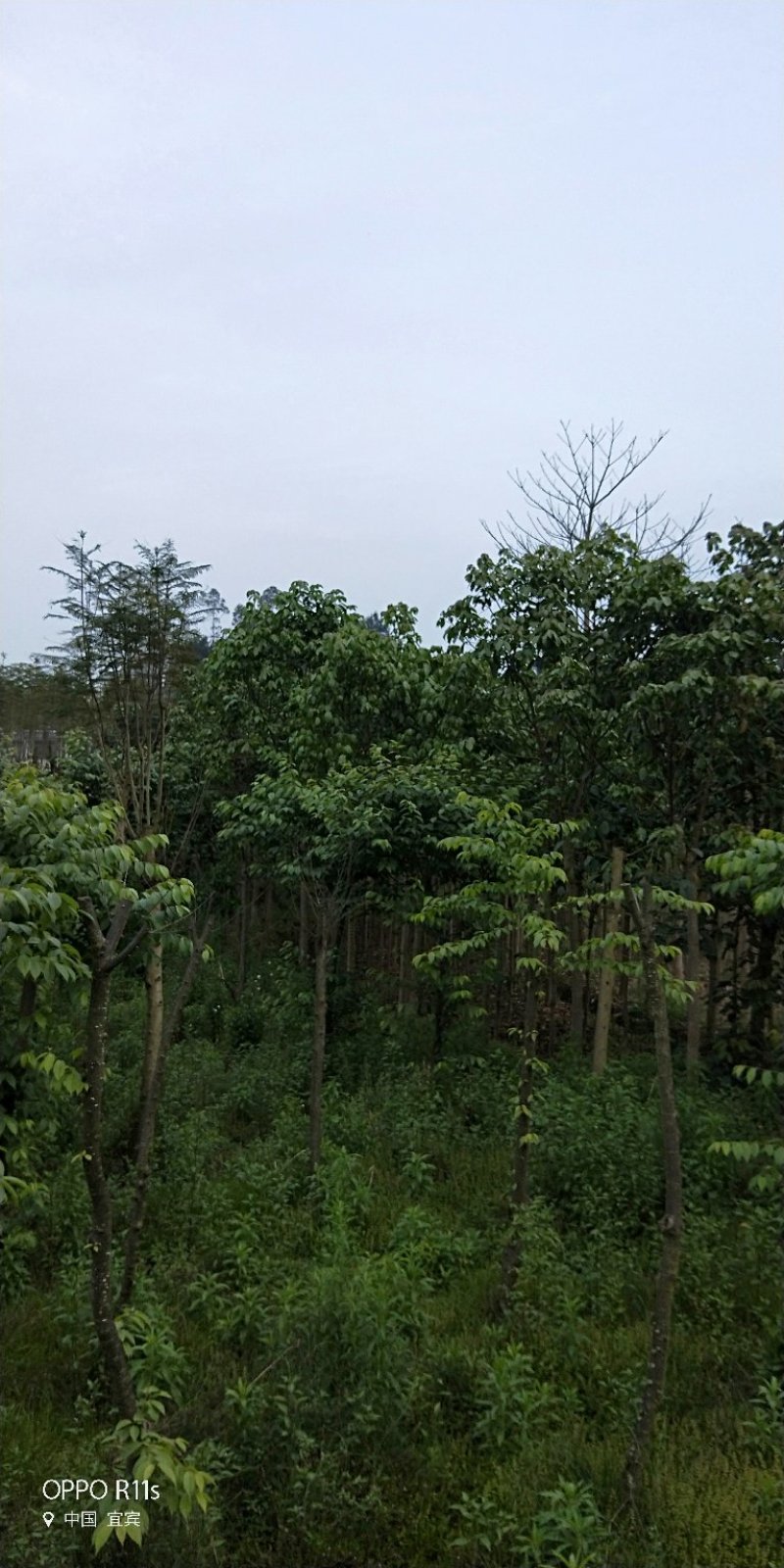 秋枫/重阳木/三叶木标准切杆大量有货，价格实惠