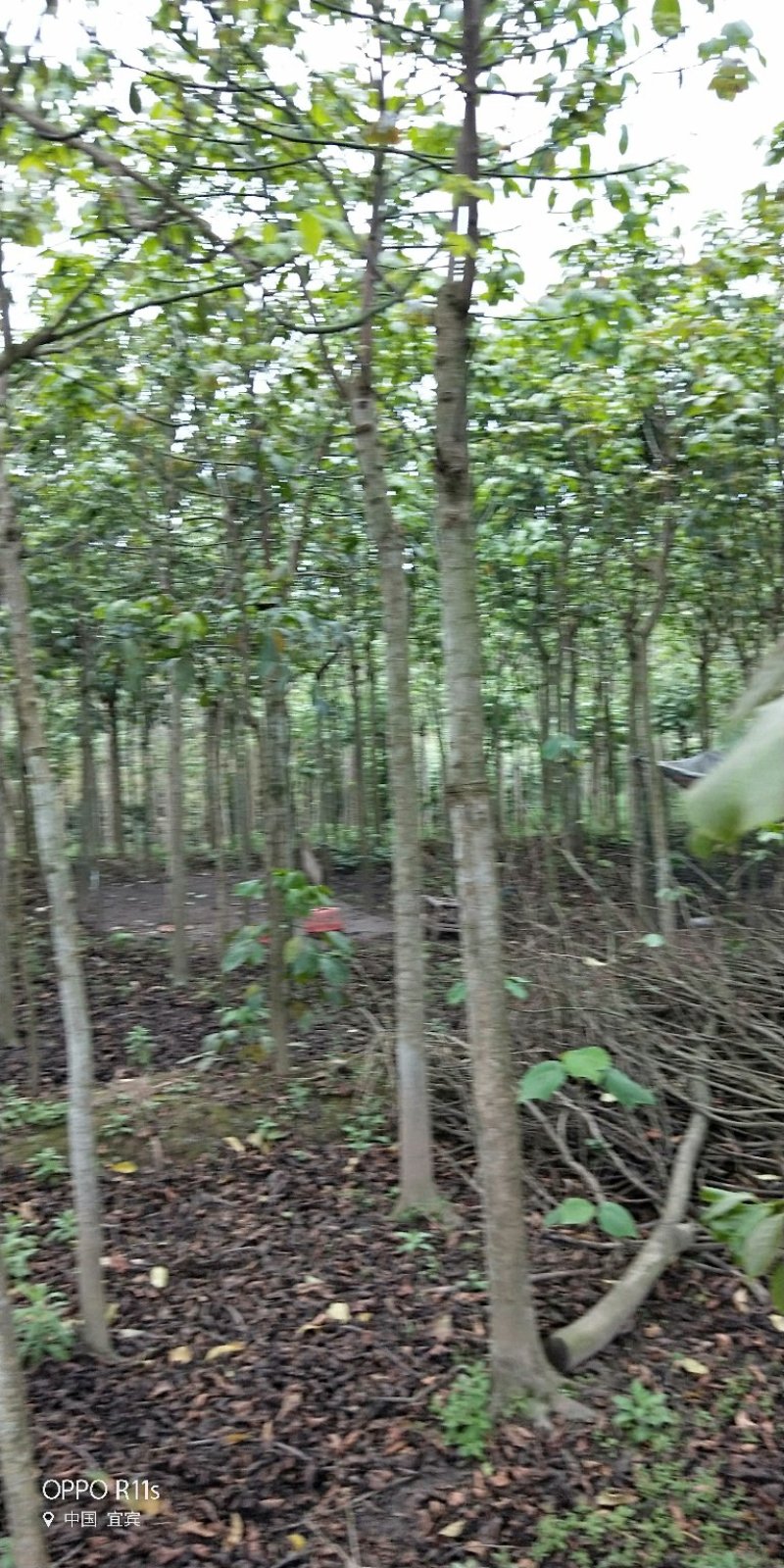 秋枫/重阳木/三叶木标准切杆大量有货，价格实惠