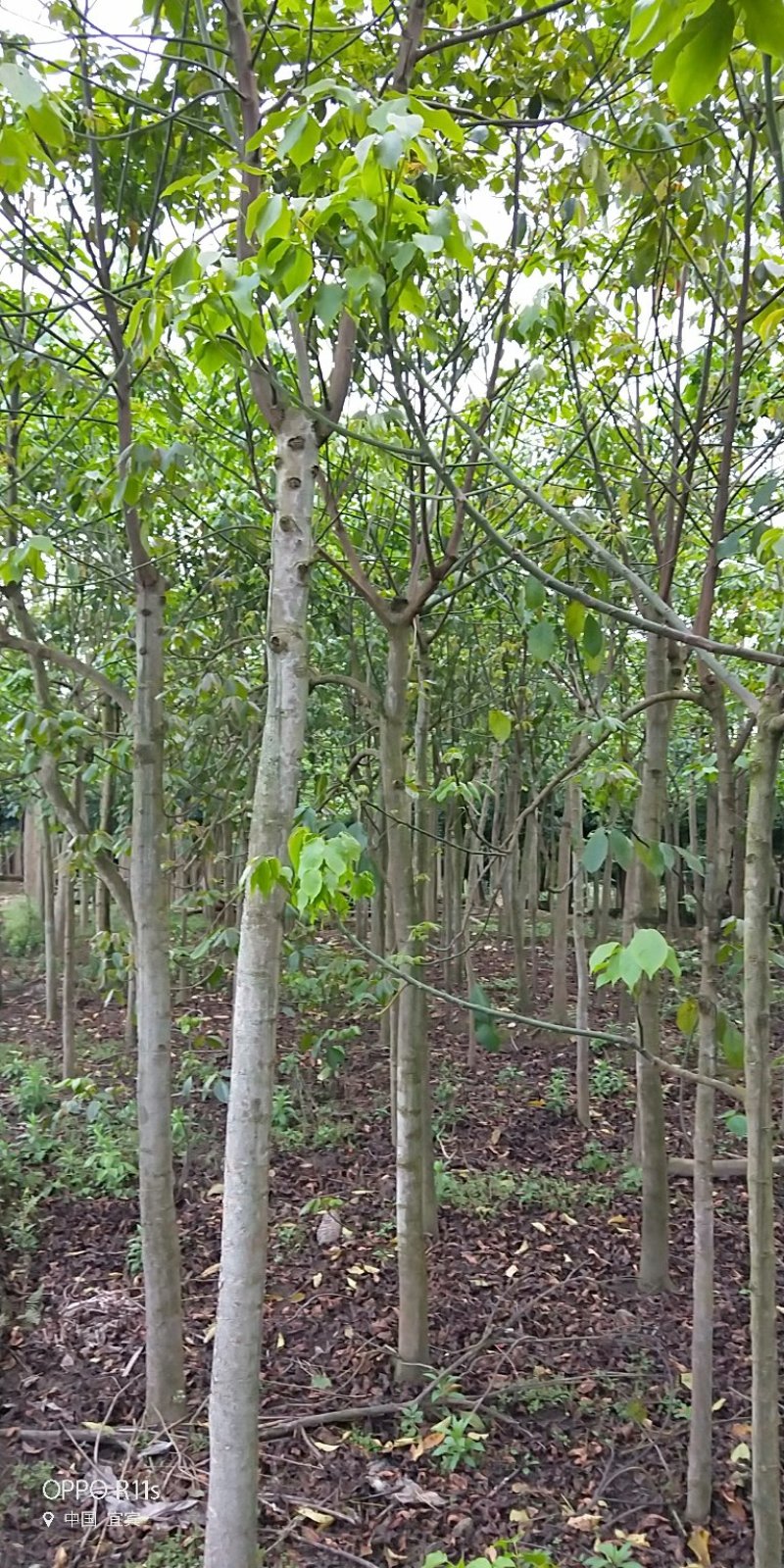 秋枫/重阳木/三叶木标准切杆大量有货，价格实惠