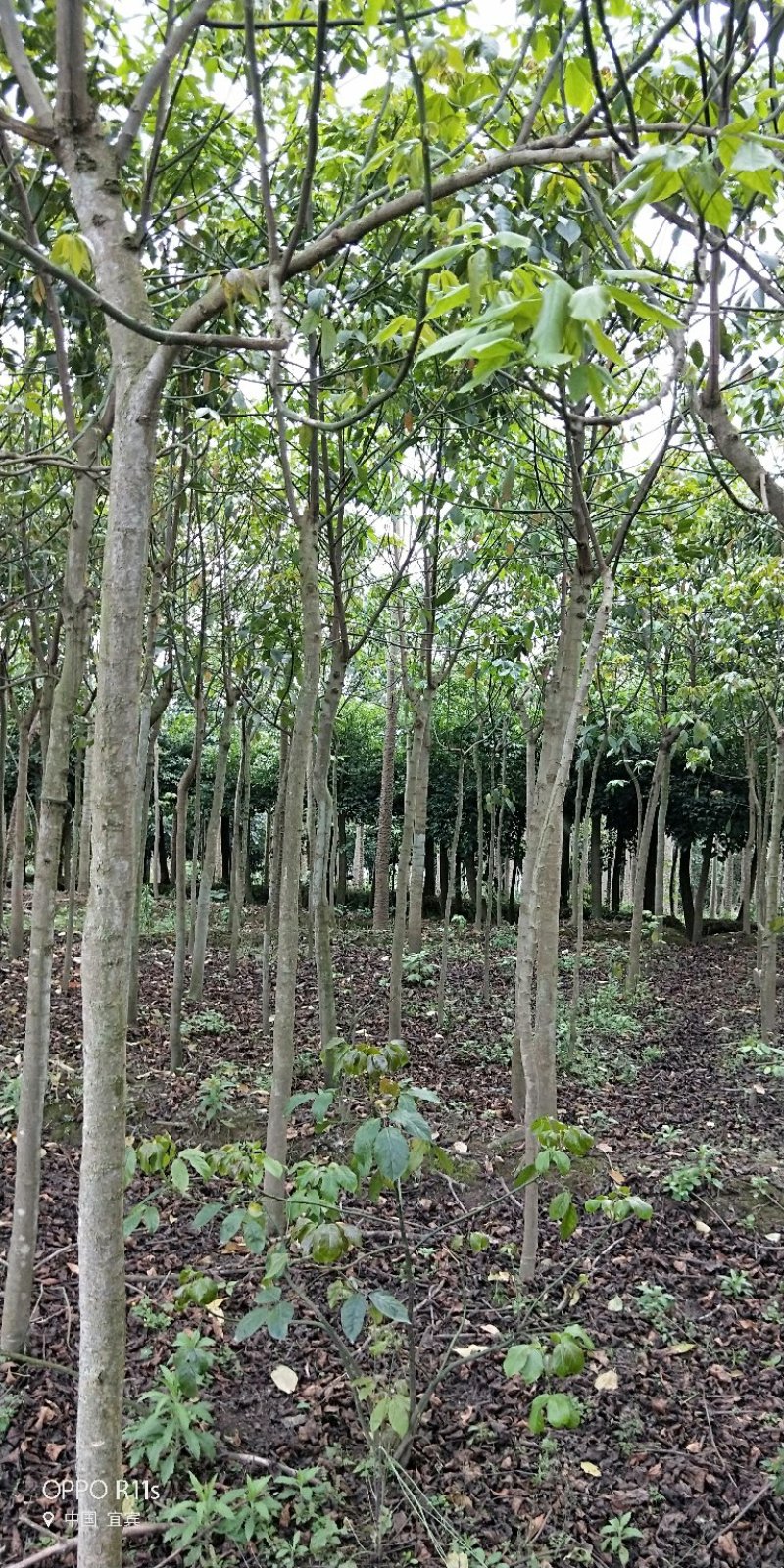 秋枫/重阳木/三叶木标准切杆大量有货，价格实惠
