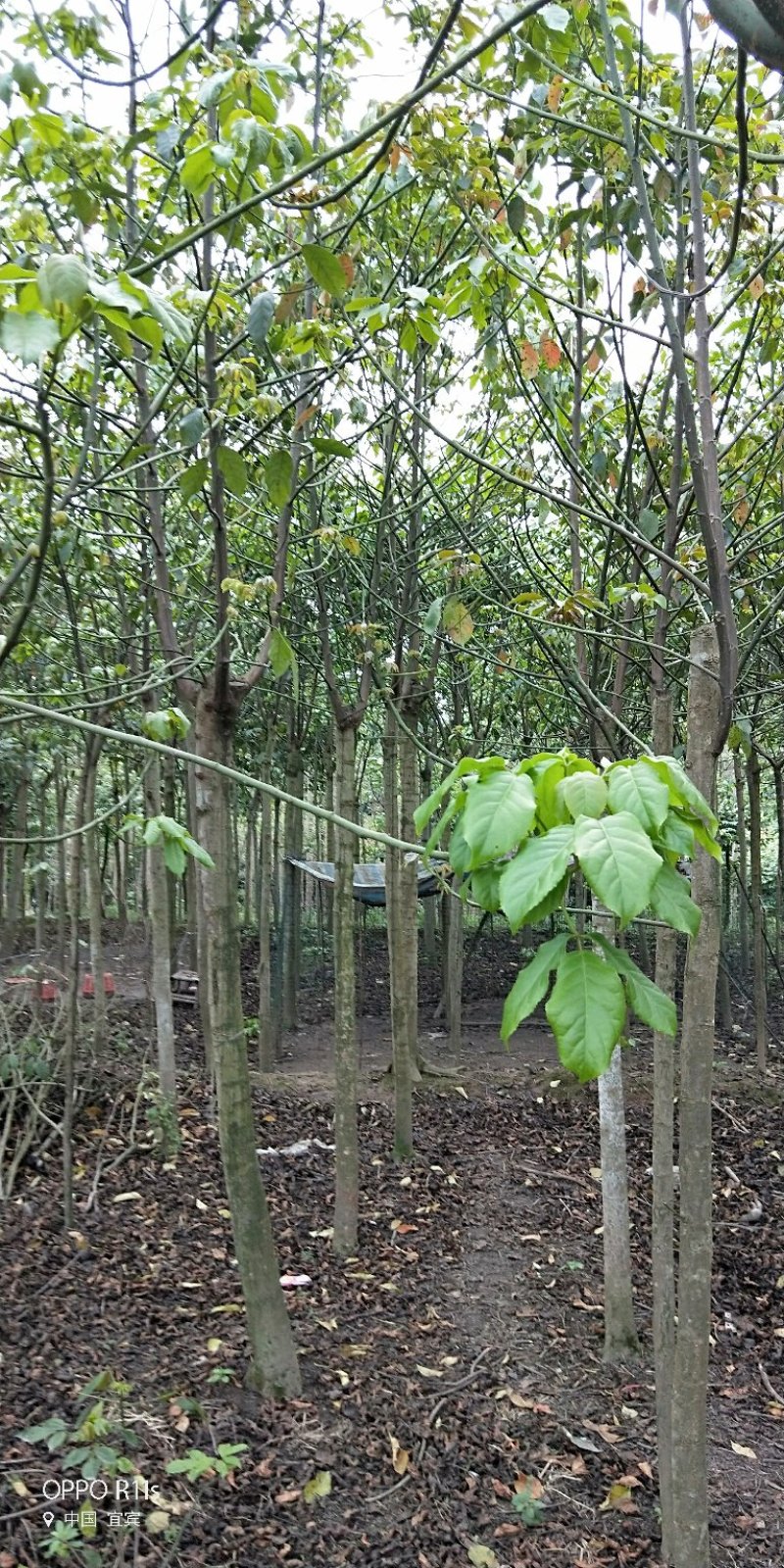 秋枫/重阳木/三叶木标准切杆大量有货，价格实惠
