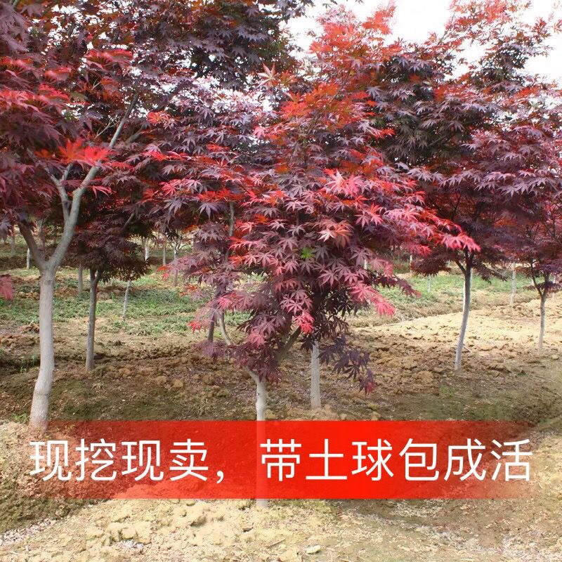 红枫树苗日本红舞姬美国红枫庭院道路绿化室外种植