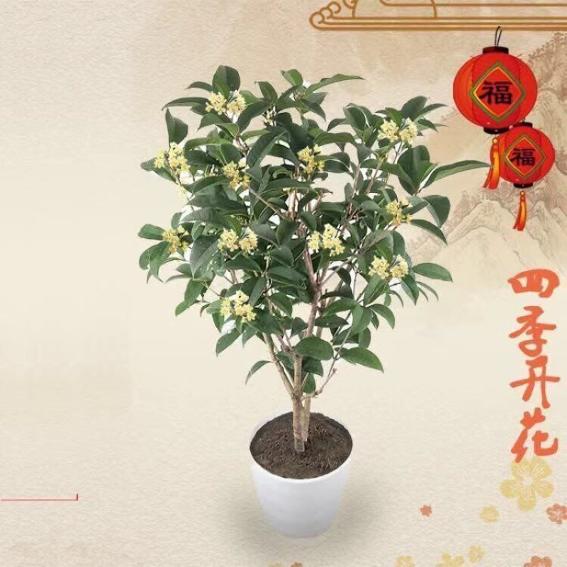 桂花树四季桂八月桂花苗沉香桂金桂庭院耐寒