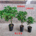 桂花树四季桂八月桂花苗沉香桂金桂庭院耐寒