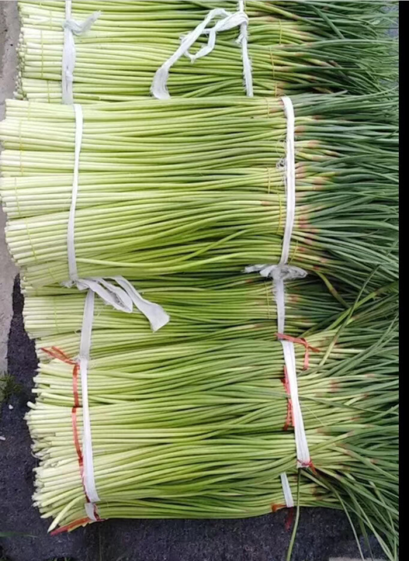 白帽蒜薹